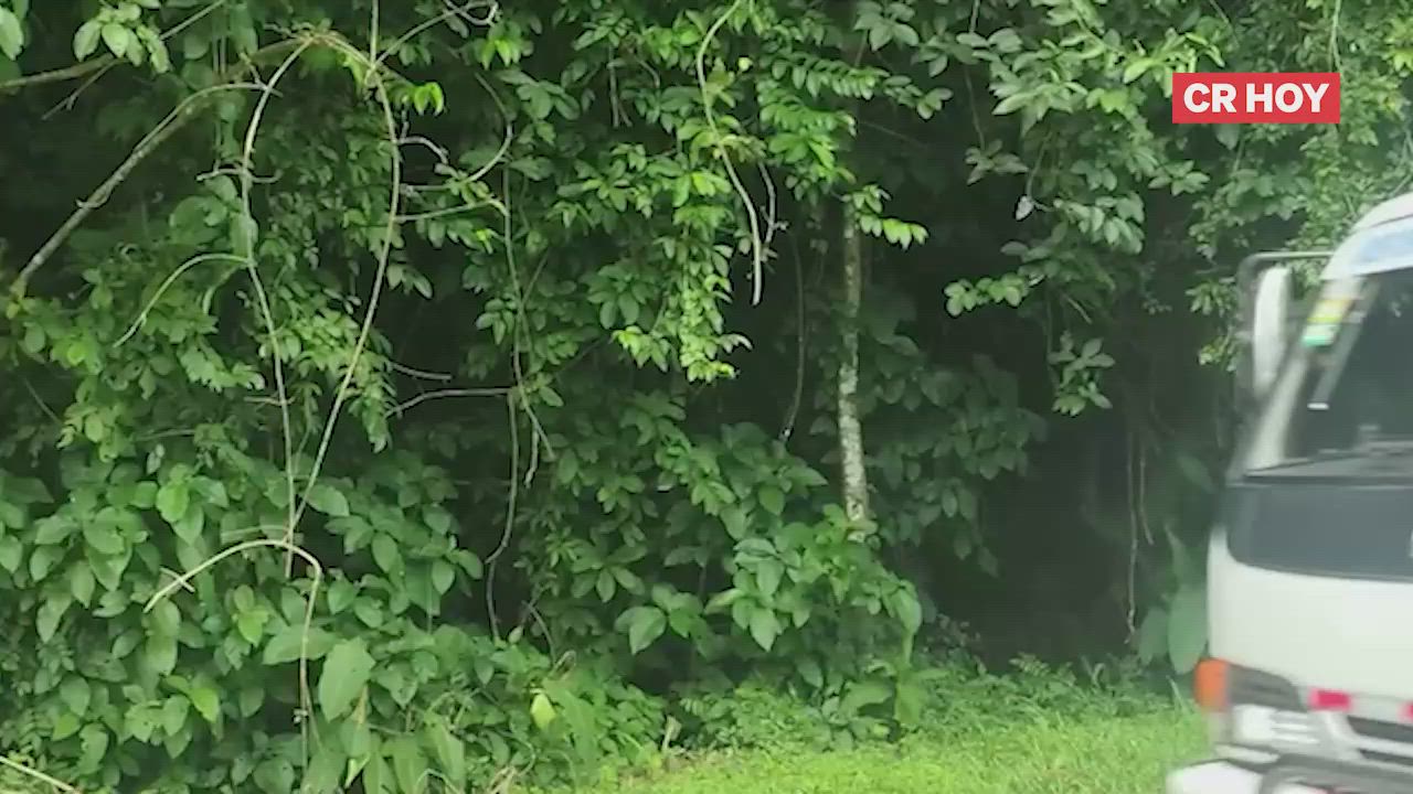 video-0-p4d5ka