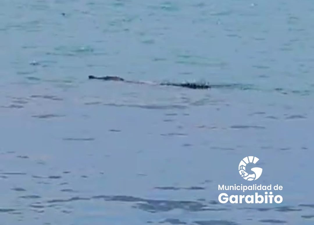 Cocodrilo en Garabito