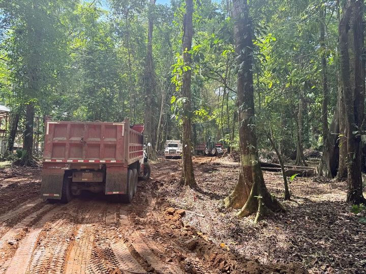 Tala en Gandoca-Manzanillo captada por el grupo Bloque Verde