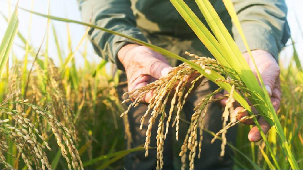 arroz-cultivo