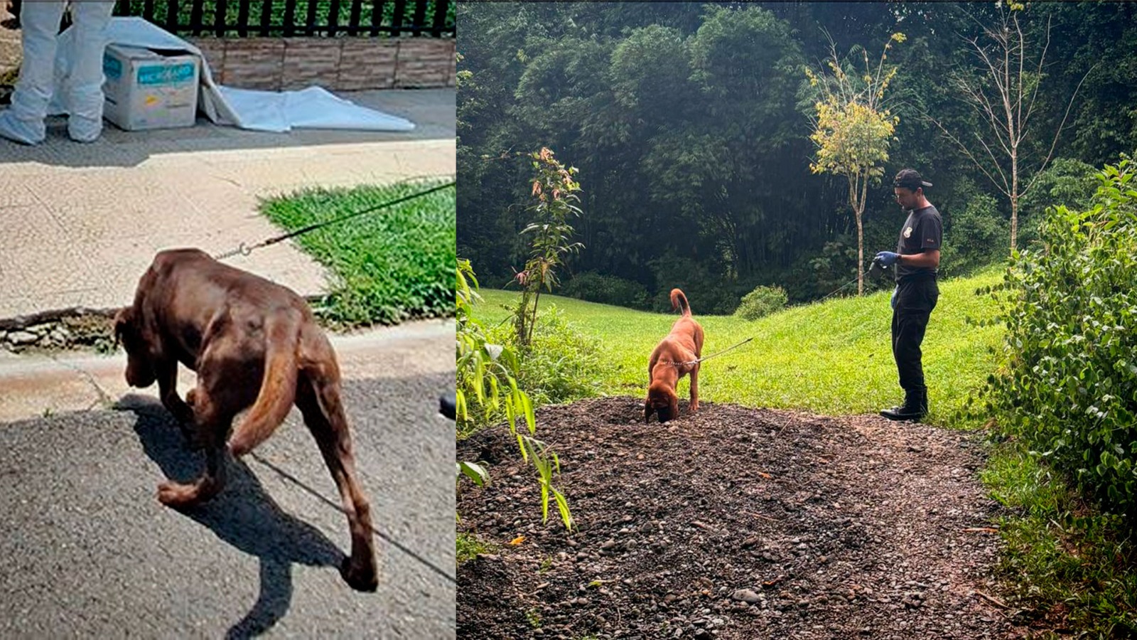 Choco y Ambar perros de la Unidad Canina del OIJ