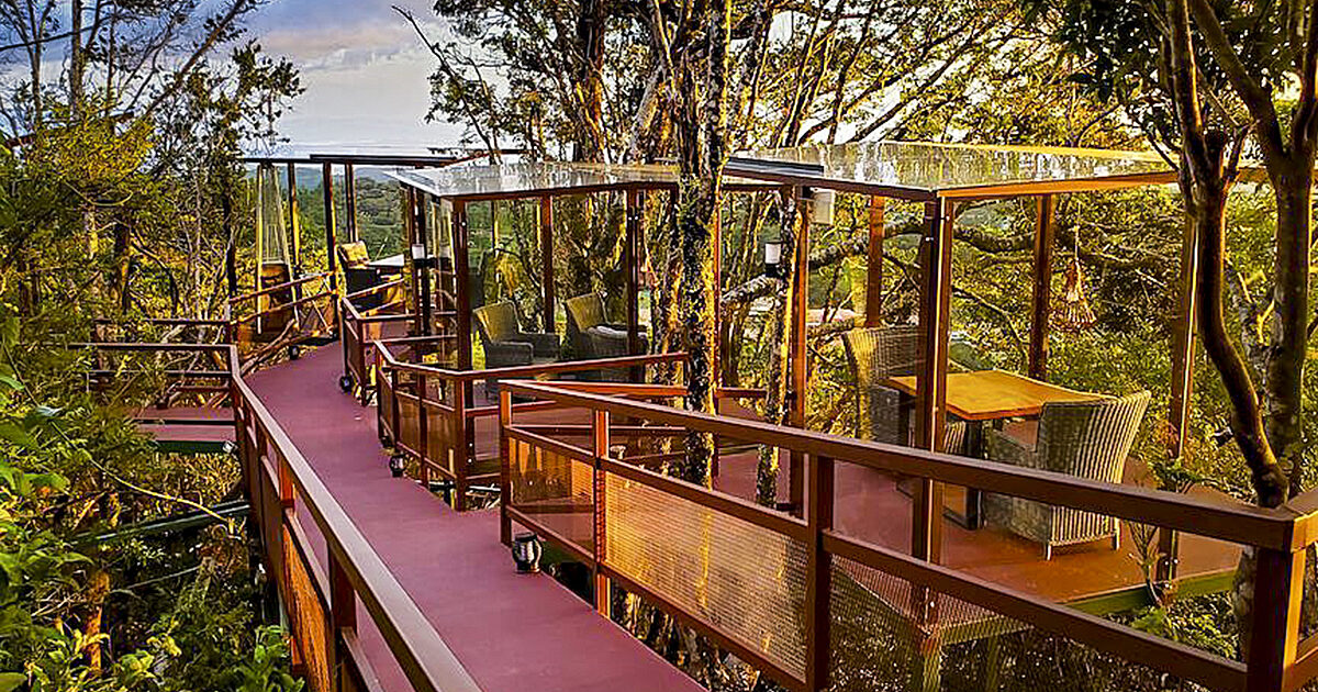 San Lucas Treetop Dining Experience