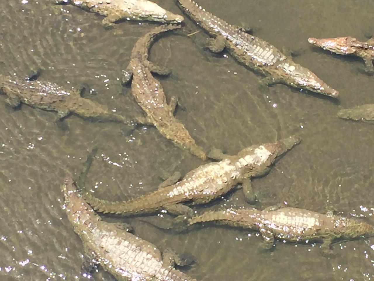 Cocodrilos en río Tárcoles