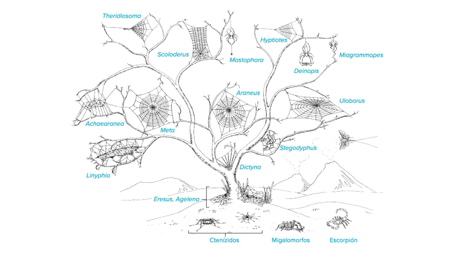 CRÉDITO: F. VOLLRATH AND P. SELDEN / AR ECOLOGY, EVOLUTION, AND SYSTEMATICS 2007 (MODIFICADO DE VOLLRATH 1988)