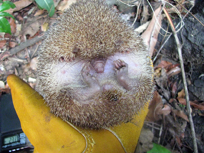 El grado en que los animales utilizan la heterotermia varía no solo según la especie, sino también entre individuos. Los tenrecs erizos grandes (Setifer setosus), por ejemplo, pueden mantener una temperatura corporal más alta y estable durante el embarazo; los investigadores creen que esto es importante para el desarrollo fetal. Cortesía de Danielle Levesque.