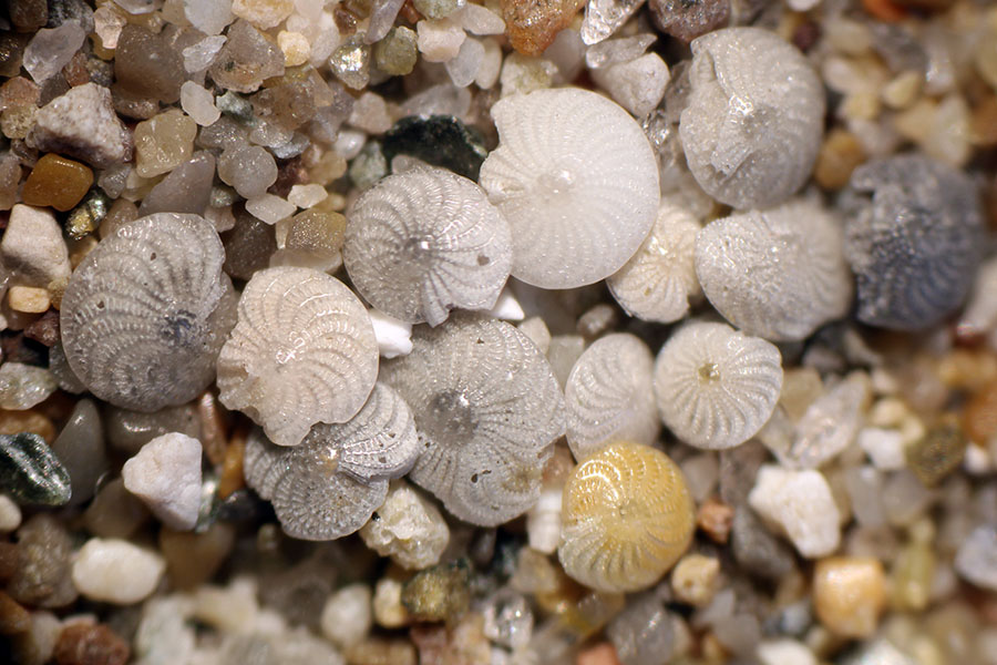 A medida que aumenta la cantidad de dióxido de carbono en la atmósfera, el agua del mar se vuelve más ácida. Esto pone en peligro la capacidad de los organismos marinos, como estos diminutos organismos unicelulares llamados foraminíferos, para formar conchas a partir del carbonato cálcico. Las iniciativas para alcalinizar el océano podrían aliviar localmente los efectos de la acidificación sobre estos organismos.