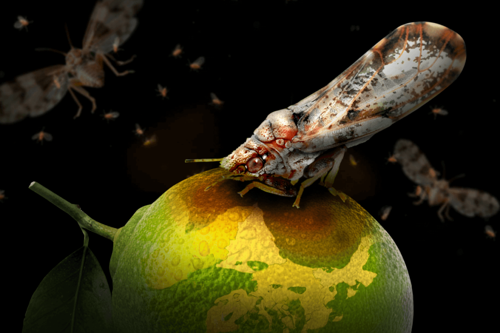 El psílido o insecto volador que la transmite, la Diaphorina citri. Fuente: Divergentes