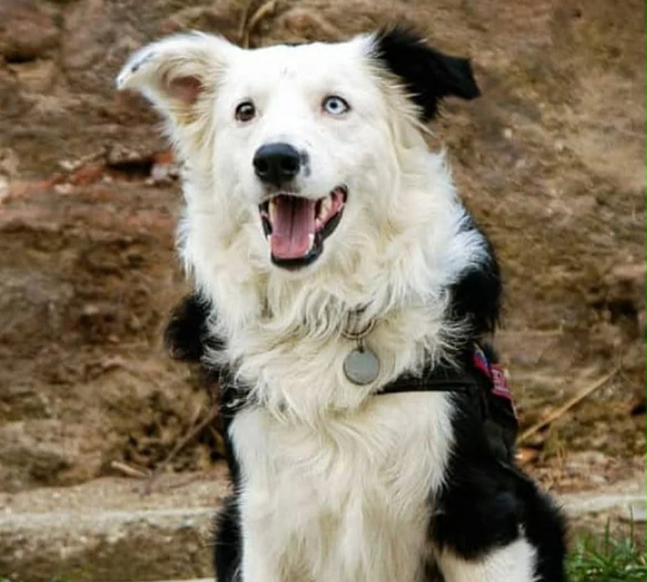 Tsunami, el perro rescatista que se convirtió en un héroe tras los terremotos en Venezuela