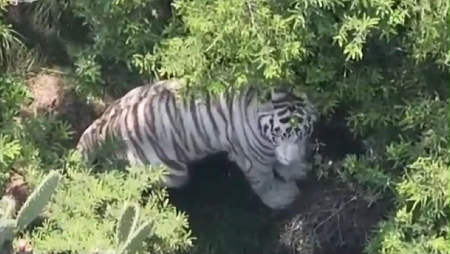 Kenzo, el tigre de Bengala que escapó de Animal Experience México, murió durante su captura.