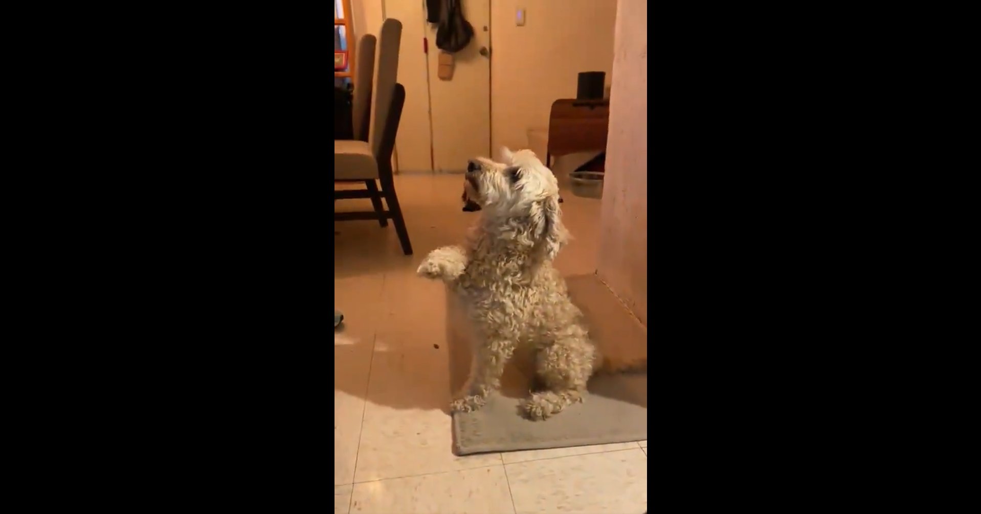 Perrito sorprende con aparente gesto durante el Himno Nacional Mexicano.